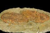Two Large Hamatolenus vincenti Trilobites - Tinjdad, Morocco #139772-1